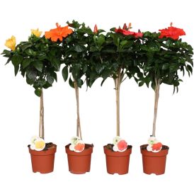 Hibiskus tüvel 17 cm