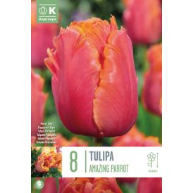 Tulp Kapiteyn Amazing Parrot 8 tk                     