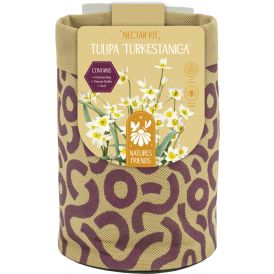 Kevadel õitsevad lillesibulad Kapiteyn Tiny Jewels Mix 5 tk, valge