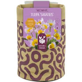 Kevadel õitsevad lillesibulad Kapiteyn Tiny Jewels Mix 5 tk, violetne