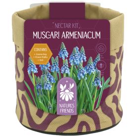 Kevadel õitsevad lillesibulad Kapiteyn Tiny Jewels mix 7 tk, sinine