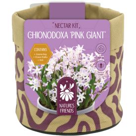 Kevadel õitsevad lillesibulad Kapiteyn Tiny Jewels mix 7 tk, roosa