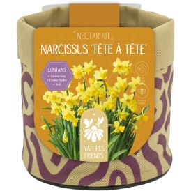Kevadel õitsevad lillesibulad Kapiteyn Tiny Jewels mix 3 tk, kollane