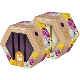 Liblikate maja Kapiteyn allium mix 20 tk