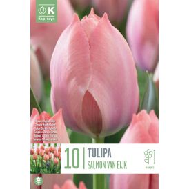 Tulp Darwin Hybrid Salmon Van Eijk 10 tk/pk                           