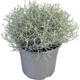 Padipõõsas Ø 17 cm
