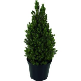 Kanada kuusk Conica 19 cm