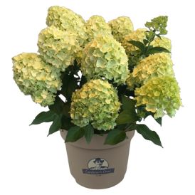 Aedhortensia mix Ø 23 cm
