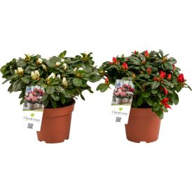 Aasalea Mix Ø 12 cm