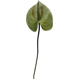 KKunstlill Bloom Deco flamingolill 10 × 10 × 60 cm, roheline
