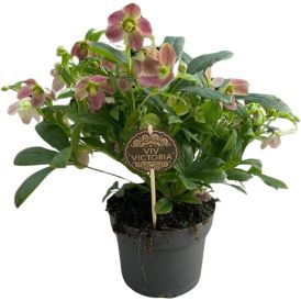 Lumeroos Victoria Ø 17 cm