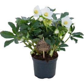 Lumeroos White Princess Ø 17 cm