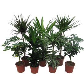Roheliste toataimede mix Ø 19 cm