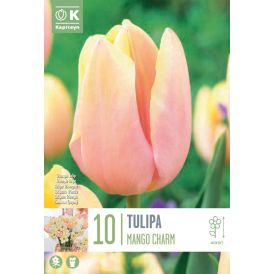 Tulp Kapiteyn Mango Charm 10 tk