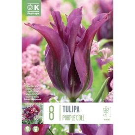 Tulp Kapiteyn Viridiflora Purple Doll 8 tk
