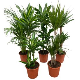 Roheliste toataimede valik Ø 27 cm