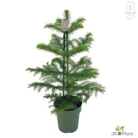 Kõrge araukaaria Ø 14 cm