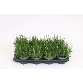 Tähtlavendel Aromance Ø12 cm