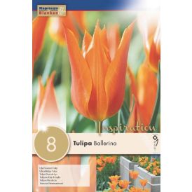 Tulp Lily Ballerina 8 tk