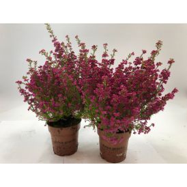 Sale eerika Ø 11 cm