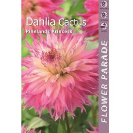 Daalia Kapiteyn Pineland Printsess 1 tk