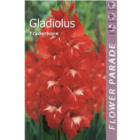Gladiool Red 7 tk