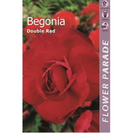 Mugulbegoonia Double Red 1 tk