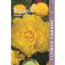 Mugulbegoonia Double Yellow 1 tk