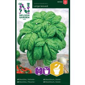 Basiilik Large leaved