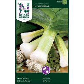 Porrulauk Herbstriesen 2