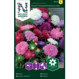 Hiina aedaster Dwarf chrysanthemum mix
