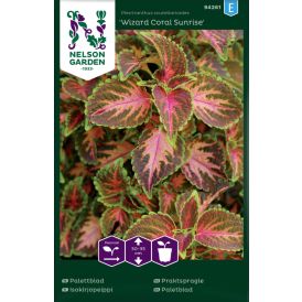 Kirinõges Nelson Wizard Coral