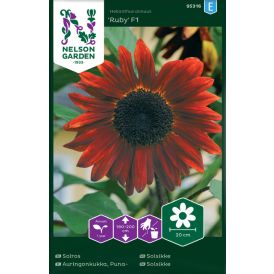 Harilik päevalill Ruby F1