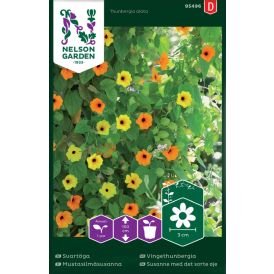 Tiivuline tunbergia