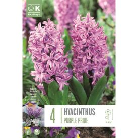 Hüatsint Purple Pride 4 tk