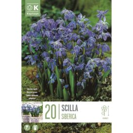 Harilik Silla 20 tk