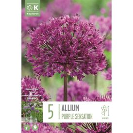 Lauk Purple Sensation 5 tk