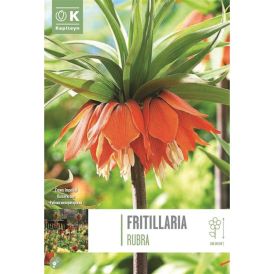 Harilik Püvilill Rubra 1 tk