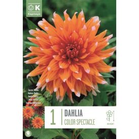 Daalia Color Spectacle