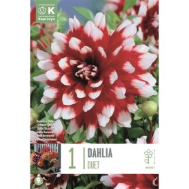 Daalia Duet 1 tk