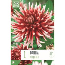 Daalia Friquolet 1 tk
