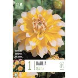 Daalia Seatle
