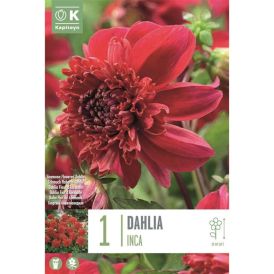 Daalia Inca