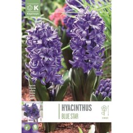 Hüatsint Blue Star 4 tk