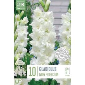 Gladiool Ruffled Dmitri Solynksi 10 tk