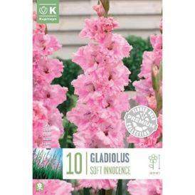 Gladiool Ruffled Katherina 10 tk