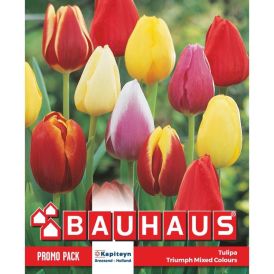 Tulp Kapiteyn Triumph Mix 20 tk