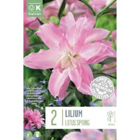 Idaliilia Double Lotus Pink 2 tk