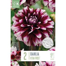 Daalia Vera Frost 2 tk