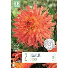Daalia Tickled Sun 2 tk